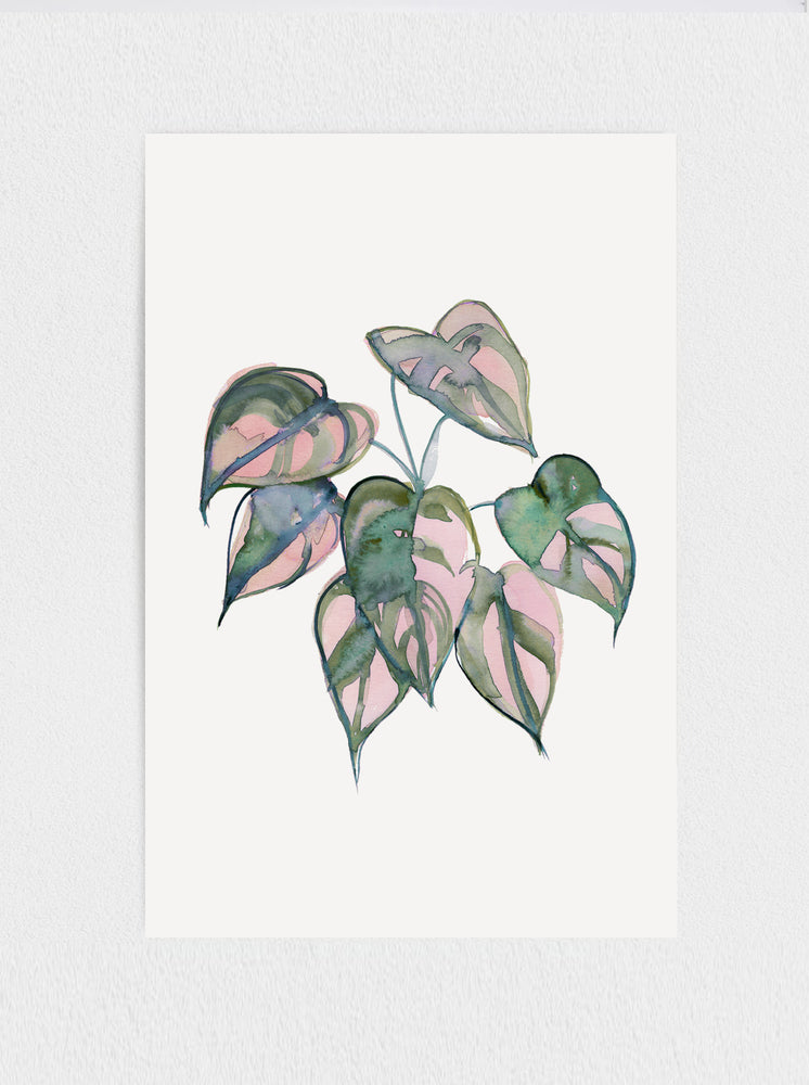 Pink Princess (Philodendron) Print