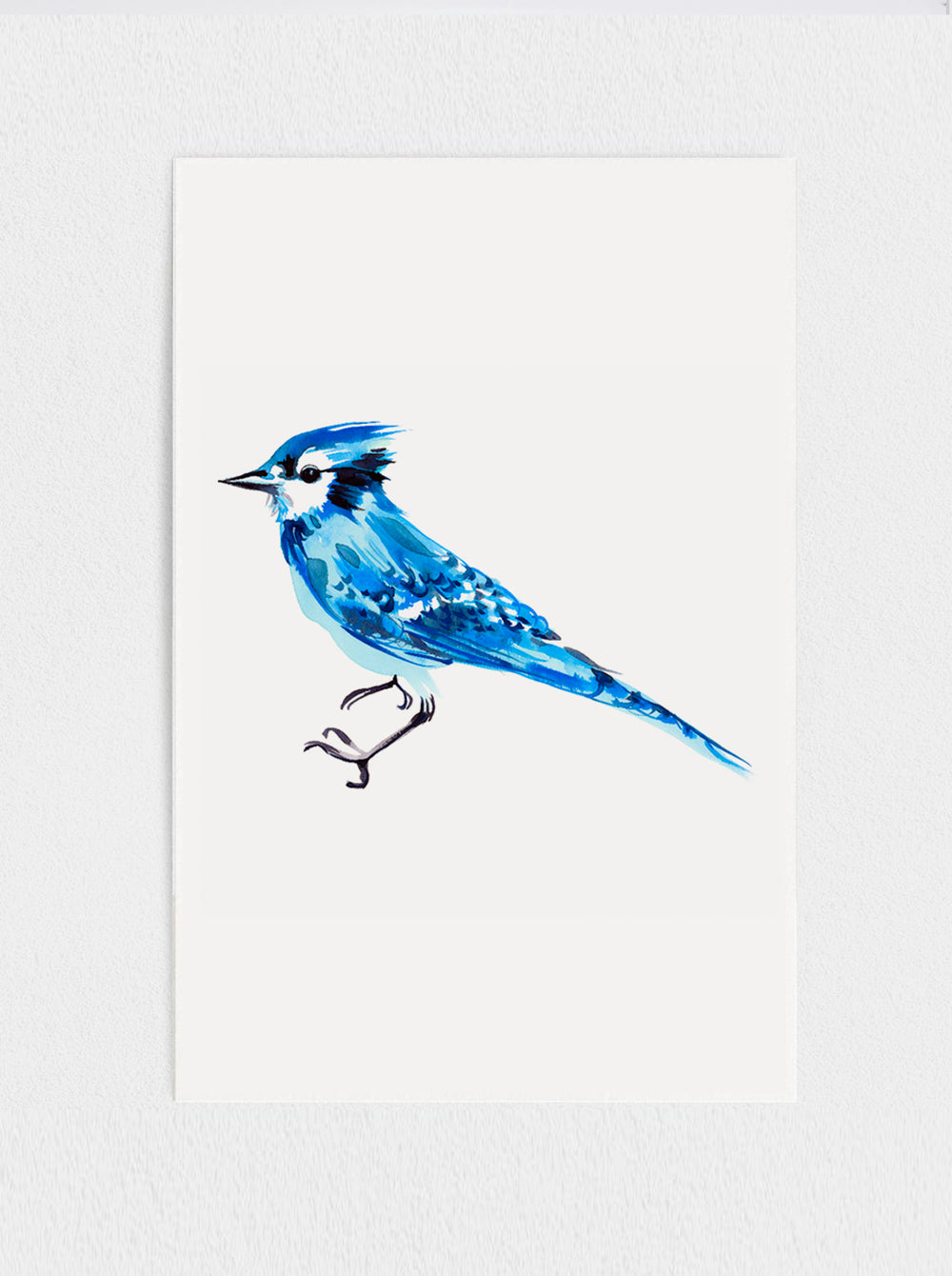 Bluejay Print