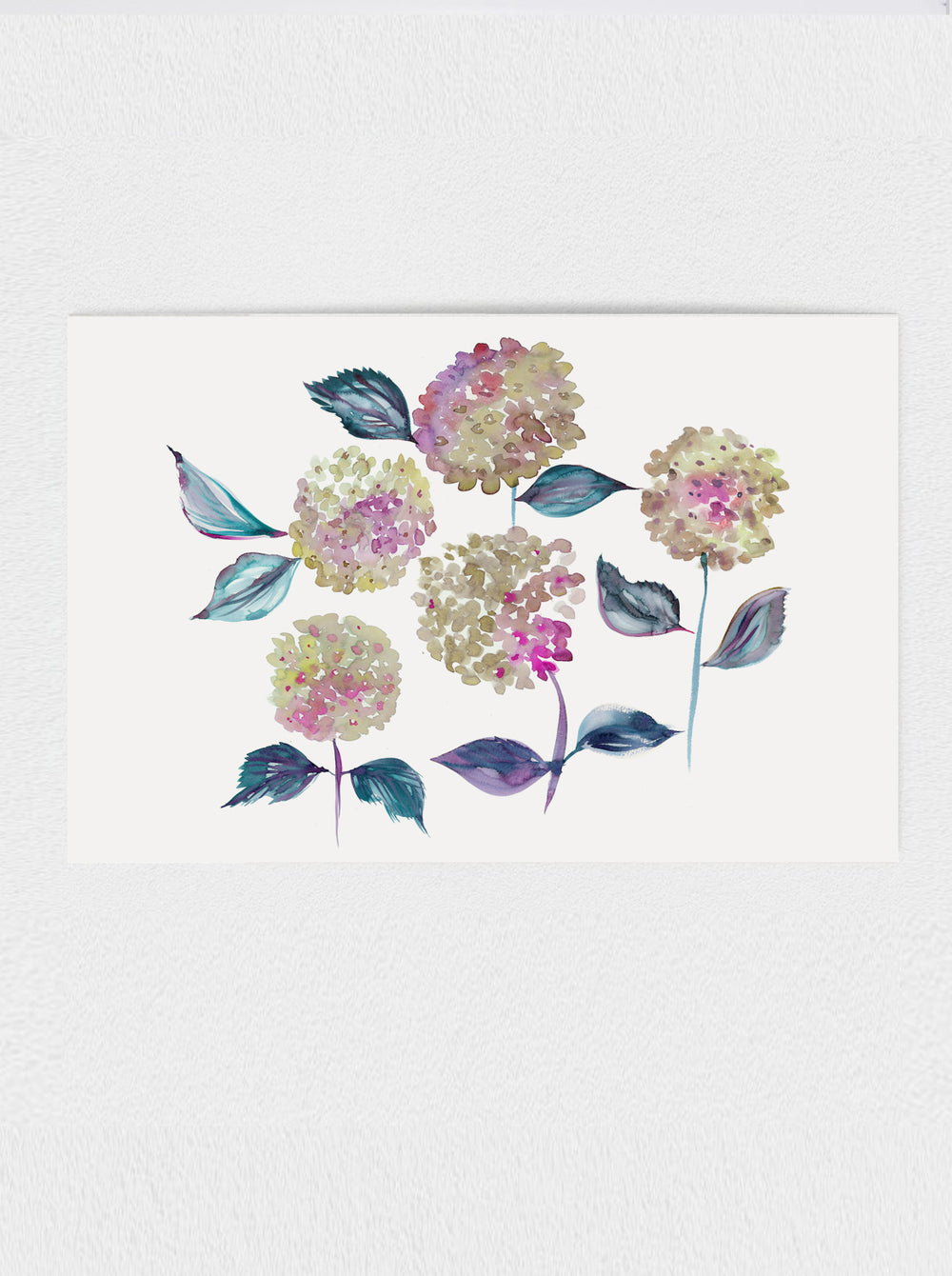 Hydrangea Print