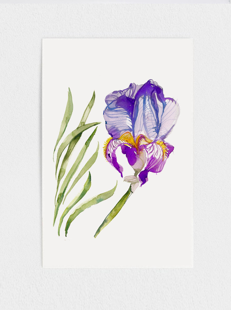 Iris Print