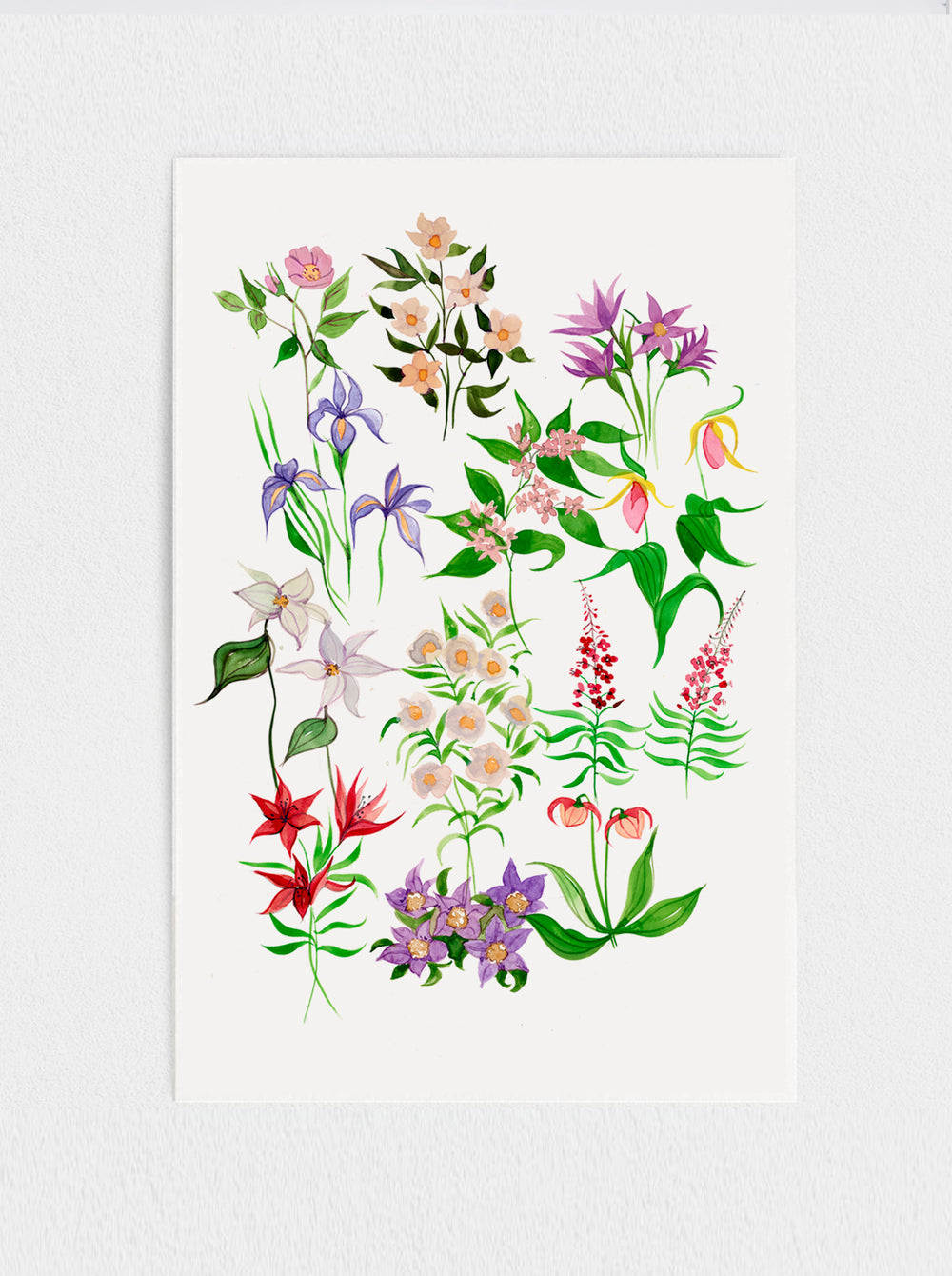 Canadian Provincial Flowers Print