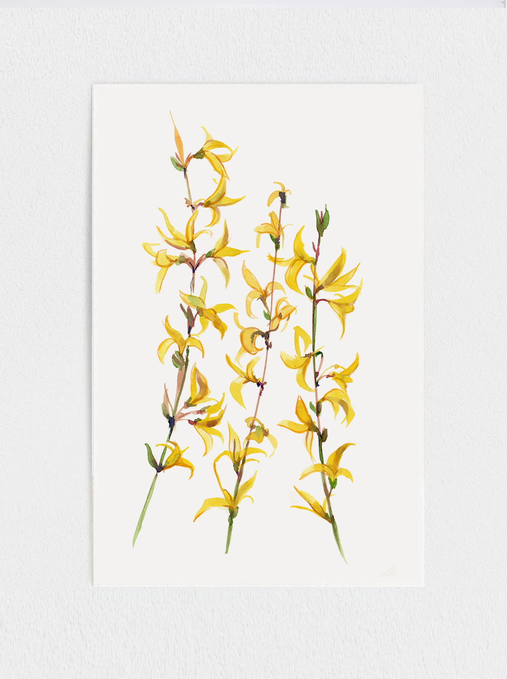 Forsythia Print