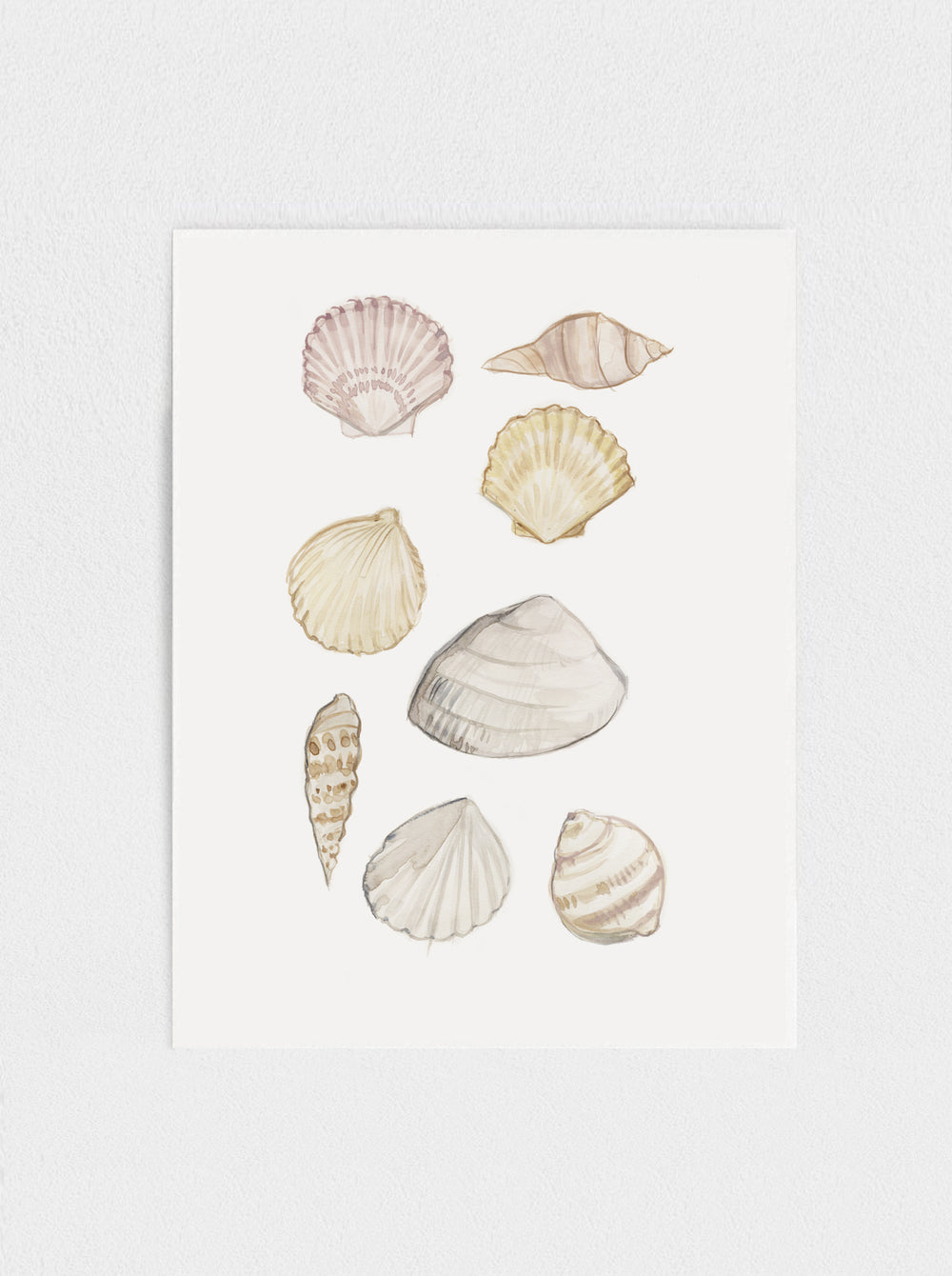 Seashells