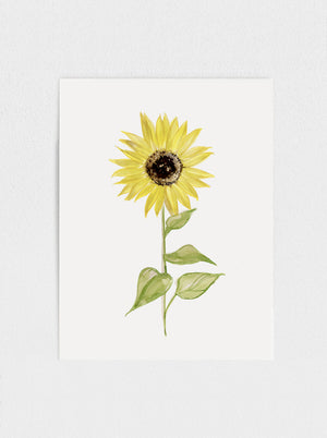 Sunflower No.1